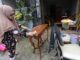 Pemkot Tangerang Temukan Tujuh Kasus Suspek Leptospirosis, Warga Diimbau Tingkatkan Kebersihan